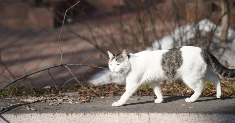 До 19 градусов тепла обещают в Шымкенте на этой неделе