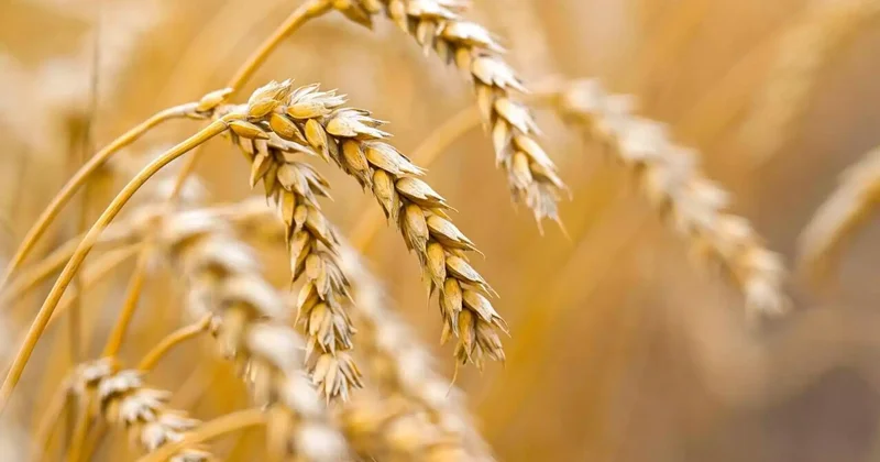 Ресей мен Армения арасындағы теміржол қатынасы ЕАЭО нарығының мүмкіндігін арттырады