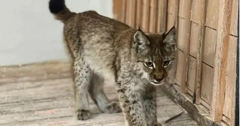 В Абайской области детеныш рыси вышел к людям за помощью