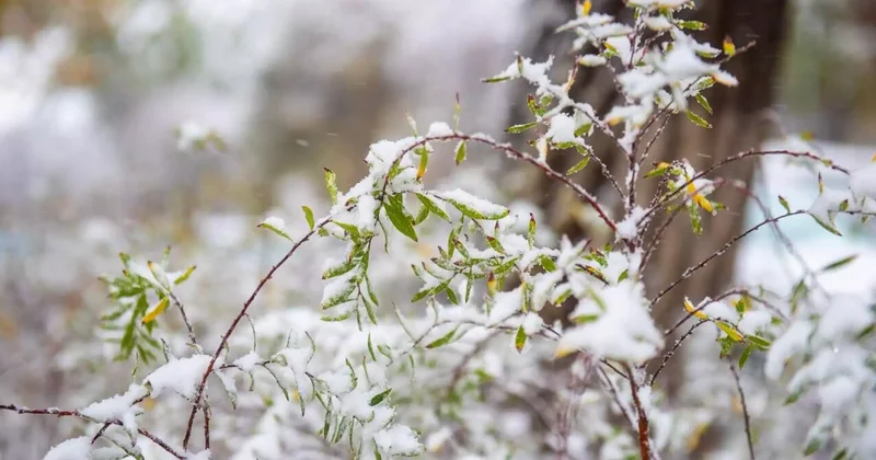 Алматыда бір түнде айлық нормаға жуық қар жауды