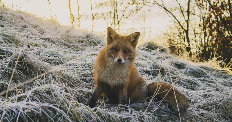 Бешенные лисы набрасываются на сельчан в Акмолинской области