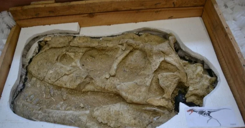 Заңсыз әкетілген динозавр қалдықтары Франциядан Моңғолияға қайтарылады