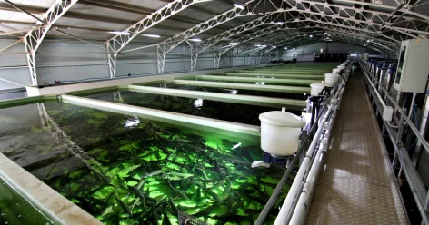 Объем производства рыбы вырос на 10% в Казахстане