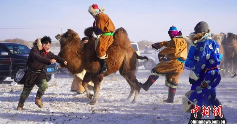 Шопандар сарышұнақ аязда асау түйелерді үйретті шетелдегі қазақ баспасөзі