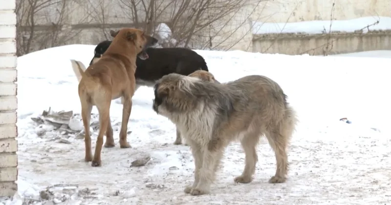 Ақмола облысында қаңғыбас ит қаптады