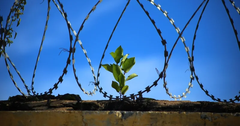 Амнистия к 30 летию Конституции завершена: более 2 тысяч вышли на свободу