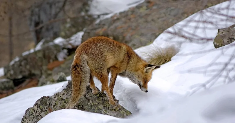 Степная лиса устроила налёт на рыбаков под Астаной
