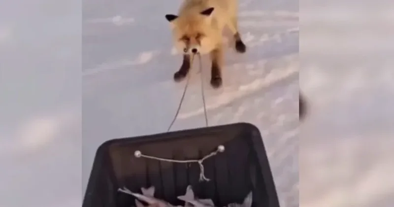 Вблизи Астаны лиса пыталась утащить улов рыбаков: видео