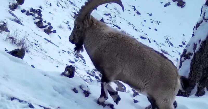 Катонқарағай паркінде фототұзаққа іліккен Сібір таутекесі мен Алтай ұларының суреті жарияланды