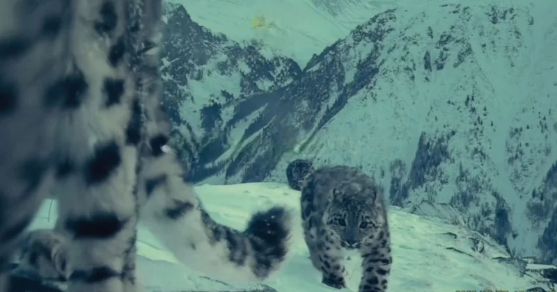 Катонқарағай ауданында 4 ілбіс фототұзаққа түсіп қалды