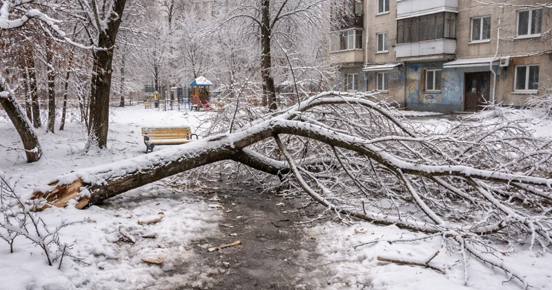 В Шымкенте четвероклассника убило веткой дерева