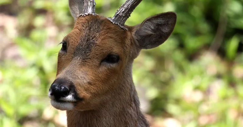 Павлодарда ер адам еліктерге оқ атып, мемлекетке 3 млн теңгеге жуық шығын келтірді