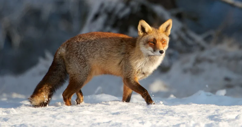 33 градус аяз: Қазақстанда күн күрт суытады