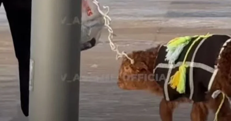 Женщину с ягненком на поводке заметили на улицах Астаны (ВИДЕО)