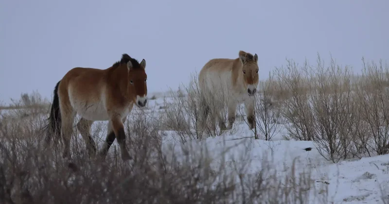 Шөп шықпай қалды : Батыс Қазақстанда жылқы қырылып жатыр
