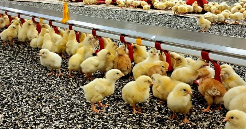 Қауқарлы құс фабрикасы