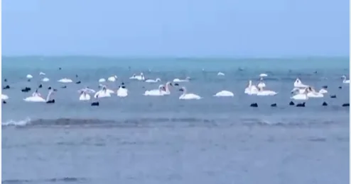 Каспий жағалауынан табылған өлі аққулар: инспекция түсініктеме берді