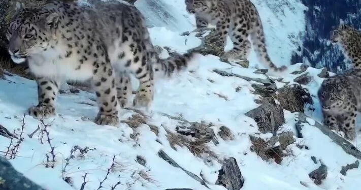 Барсиха и ее барсята