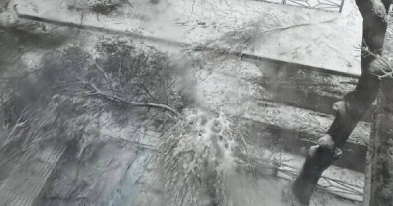 Ребенка убило упавшей веткой дерева в Шымкенте