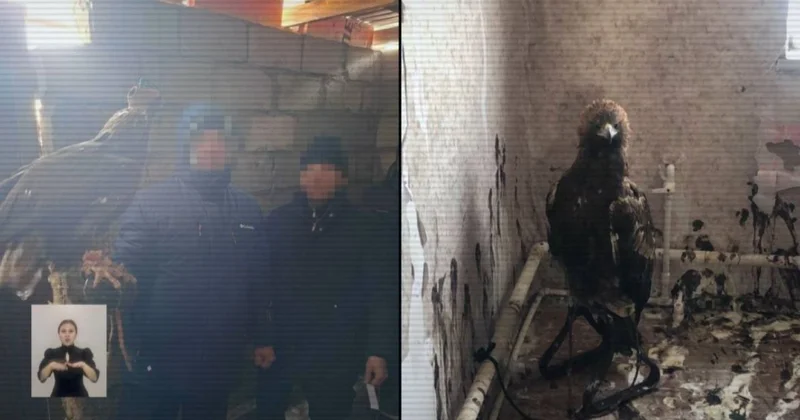 Сотрудники нацпарка ловили краснокнижных птиц для контрабанды за рубеж