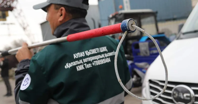 Былтыр Атырауда 10 мыңға жуық бұралқы ит ауланған