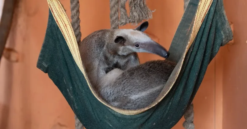 Тигрята, белая медведица Пурга, цирковая звезда Лола и другие истории обитателей алматинского зоопарка