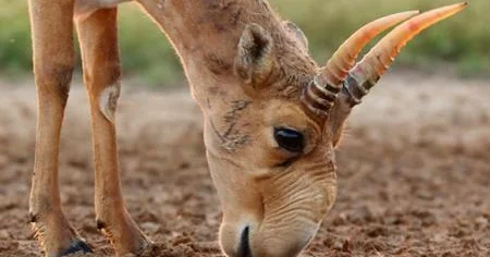 Елімізде сайғақ мүйізі аукцион арқылы сатылымға шығарылады