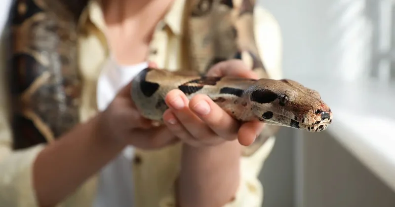 В доход государства: трёхметрового питона весом 30 кг конфисковали у жительницы Атырау