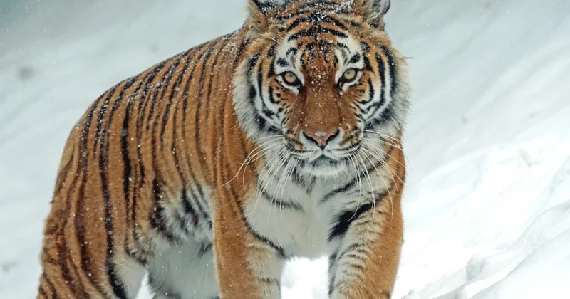 Ресейден Амур жолбарыстары қашан әкелінеді?