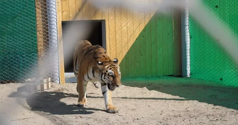 Қазақстанға Ресейден жолбарыстар сәуір мамыр айларында жеткізіледі