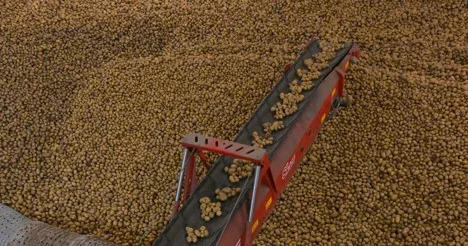 Қоймаларда картоп жеткілікті