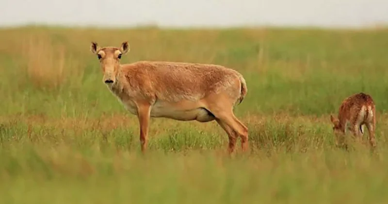 Жақында киіктердің саны 7 миллионға жетеді министр