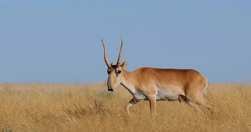 УАЗ көлігінен 14 киіктің еті шықты : Ақтөбеде браконьерлер ұсталды