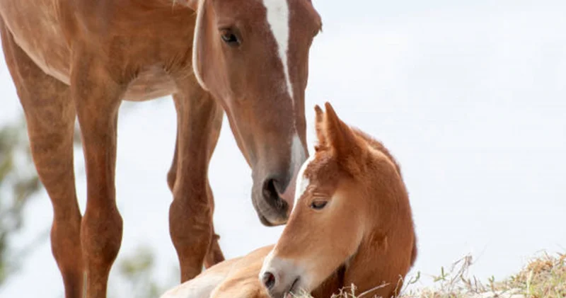Ақын Маралтай Райымбекұлы білгісі келген жылқының кісінеу құпиясын ғалымдар тапты