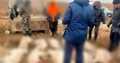 Браконьеров с тушами сайгаков задержали в Актюбинской области