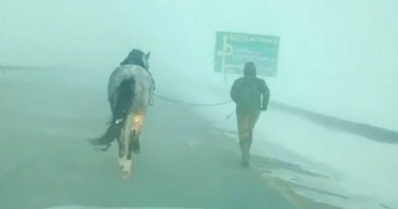 Пастуха и лошадь спасли из снежного заноса в Акмолинской области (видео)