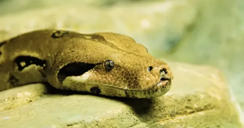 30 килограммовый питон стал причиной штрафа для жительницы Атырау