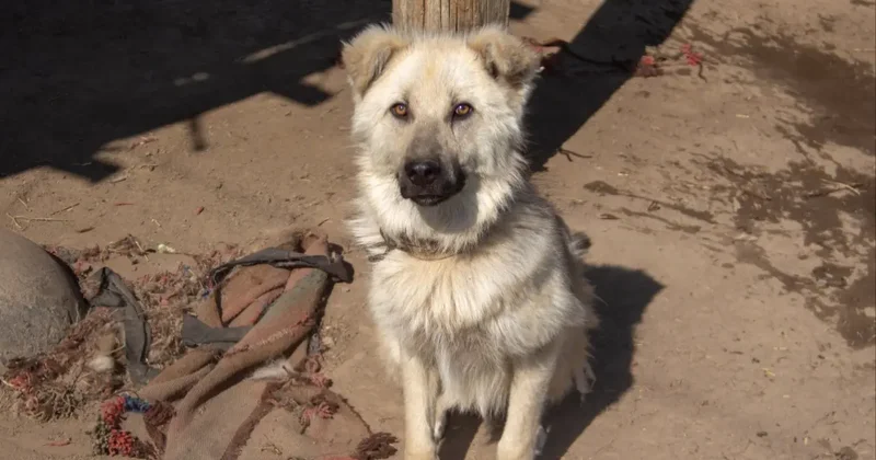 Надеюсь, этих извергов найдут и накажут Нысанбаев о найденных в Алматы обезображенных трупах собак