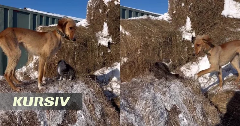 The cat and Tazy dog ruling a Kazakh farm