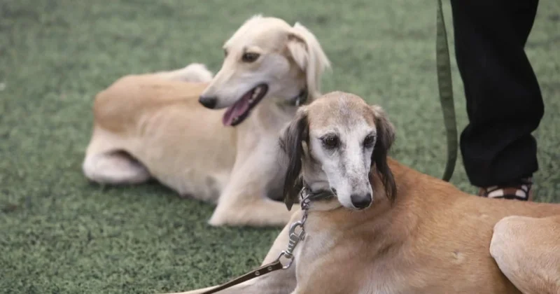 Тазыны қалай дұрыс күтіп баптау керек маман пікірі