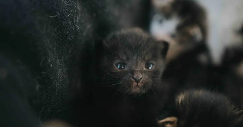 В Алматы пожарные спасли кошек и котят из горящего дома