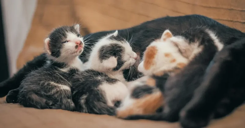 Пожарные Алматы спасли десять кошек из горящей квартиры