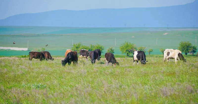 БҚО да малын қараусыз жайылымға жіберген мыңға жуық тұрғын жауапқа тартылды