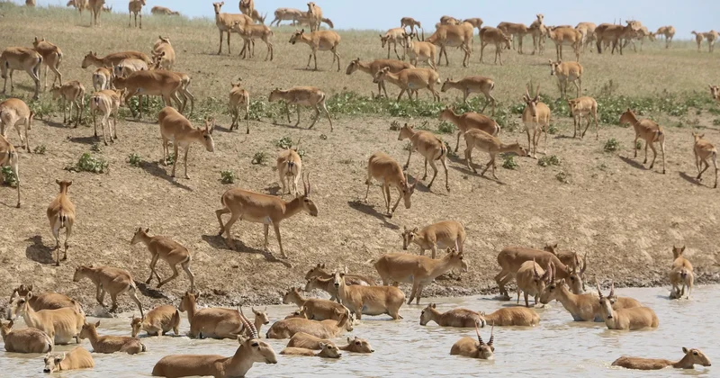 БҚО да киіктер жаппай қырылуда