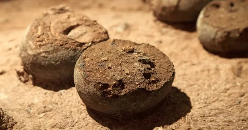 Ученые нашли яйцо возрастом 250 млн лет с эмбрионом внутри