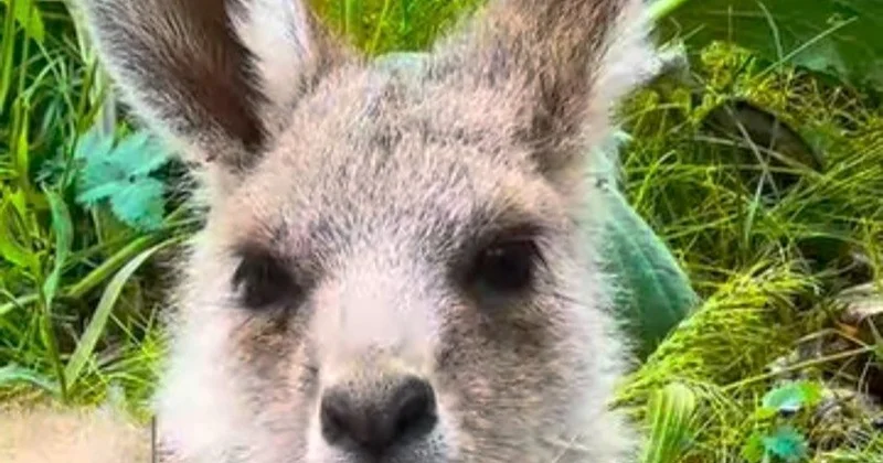 Шымкент зообағы қазақстандықтарды кенгуру төліне ат таңдасуға шақырды