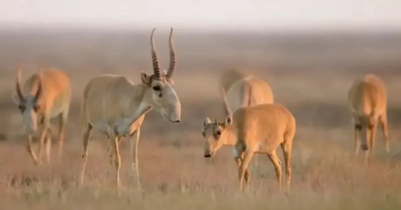 В Казахстане нашли 1600 мертвых сайгаков: выясняется причина гибели животных
