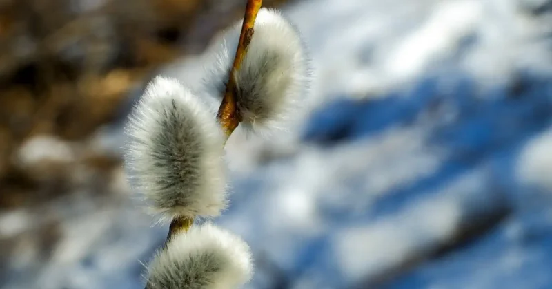 Прогноз погоды на 12 апреля: в Казахстане ожидается переменная облачность