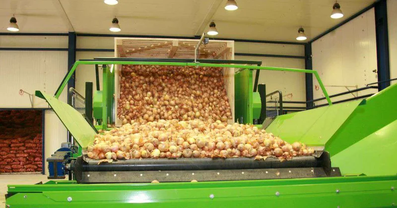 Горе луковое в Шенгельды