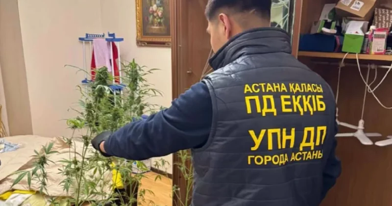 Домашнюю наркоплантацию обнаружили в шкафу у таролога из Астаны